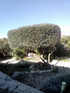 Photo de galerie - Taille d'olivier forme de calisson d'aix