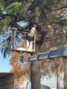 Photo de galerie - Abattage de gros arbre avec ramassage