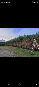 Photo de galerie - Taille de haies,cyepres et d'arbustes tente de pelouse 