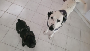 Photo de galerie - Garde d'un copain ponctuellement 