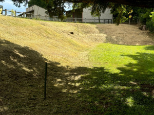 Photo de galerie - Tonte de pelouse - Débroussaillage