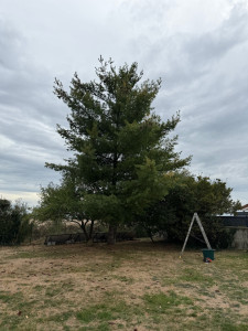 Photo de galerie - Abattage d’un sapin de 10m de haut 