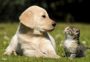 Photo de galerie - Garde animaux