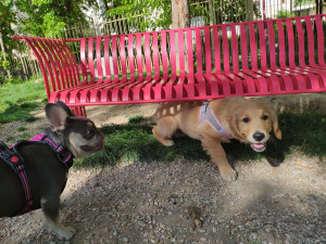 Photo de galerie - Parc des chiens chez-moi ? 