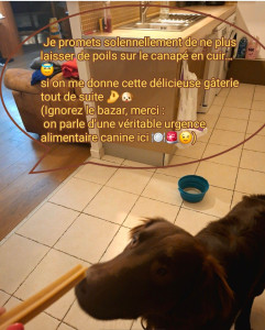 Photo de galerie - Garde chien