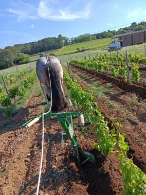 Photo de galerie - Travail du Sol Vignes en Traction Animale
