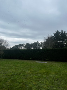 Photo de galerie - Taille de haie 