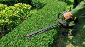 Photo de galerie - Jardin propre et parfaitement entretenu.
Travail soigné et résultat impeccable.
l’entretien de vos espace verts. 
Pelouse et haies très bien entretenues.
Service professionnel et efficace.