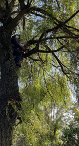 Photo de galerie - Elagage et coupe d'arbres