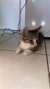 Photo de galerie - Concernant les chats , je les adores et je vis en appartement je peux lui faire un espace rien que pour lui si il veut être tranquille, si c’est un chat qui adore les câlins je serais également présente pour lui tout le temps !