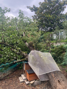 Photo de galerie - Arbre tomber abattu et évacuation en une journée environ 340€