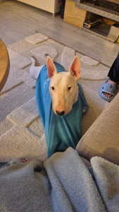 Photo de galerie - Raven à passée 15 jours à la maison, dynamique, affectueuse et rale quand elle n'est pas contente.???