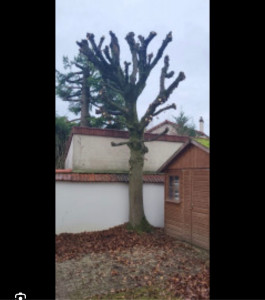 Photo de galerie - , je fais de l’élagage avec intervention de nacelle si besoin