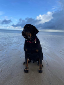 Photo de galerie - Je suis une grande passionnée des animaux et j’adore partager des moments avec eux ! Je vous propose alors 2 services: la promenade et la garde a votre domicile.