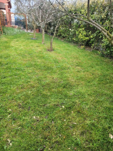 Photo de galerie - Tonte de pelouse-débroussaillage-évacuation 