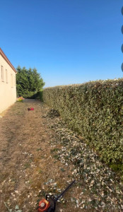 Photo de galerie - Taille de haie évacuation des déchets 