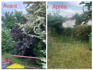 Photo de galerie - Taillage d’arbustes avant et après 