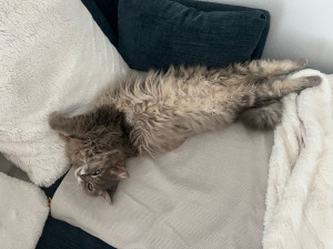 Photo de galerie - Je garde vos chats et autres petits animaux à votre domicile 