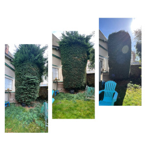 Photo de galerie - Taille d’arbuste 