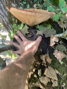 Photo de galerie - Diagnostique et découverte de ce superbe fistulina hépatica plus communément appelé Langue de Boeuf. Un champignon de parasite mais comestible. Rare cas de fracture du tronc à cause de ce LENT mangeur de duramen. Encore une vie paisible pour ce querqus !