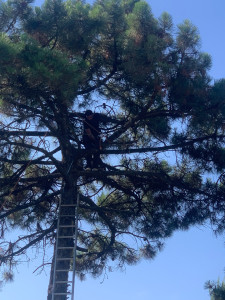 Photo de galerie - élagage arbre 