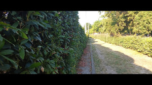 Photo de galerie - TAILLE HAIE ET EVACUATION