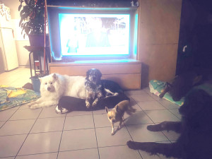 Photo de galerie - Garde chien