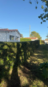 Photo de galerie - Taille de haie 