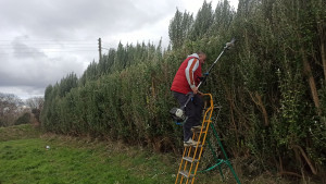 Photo de galerie - élagage de haie ;