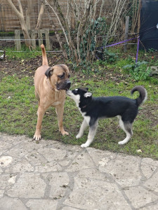 Photo de galerie - Voici cookie et Aska (ma chienne), qui jouent ensemble lors de la garde 