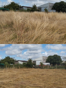 Photo de galerie - Tonte de pelouse - Débroussaillage