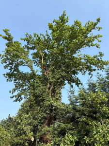 Photo de galerie - Démontage d’un chêne.