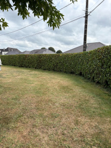 Photo de galerie - Taille de haie 