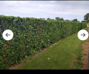 Photo de galerie - Taille de haie 