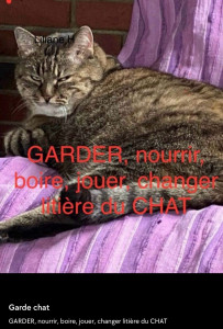 Photo de galerie - GARDER, nourrir, boire, jouer, changer litière du CHAT