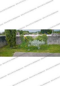 Photo de galerie - Taille de haies et d'arbustes