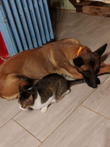 Photo de galerie - Garde chiens chiennes stérilisé, sociables, promenades régulières. Ou je me déplace à votre domicile. 