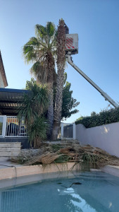 Photo de galerie - Elagage et coupe d'arbres