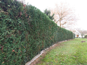 Photo de galerie - Après taillage 