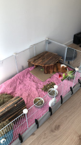 Photo de galerie - Les cochons d Inde aussi ! 