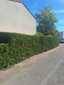 Photo de galerie - Taille de haie