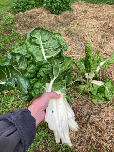 Photo de galerie - Jardin à cultiver / Jardin ouvrier / Jardin potager / Lopin de terre