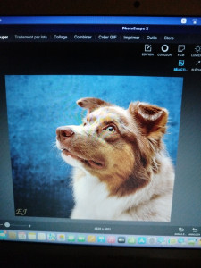 Photo de galerie - Photographie chien + retouché numérique 