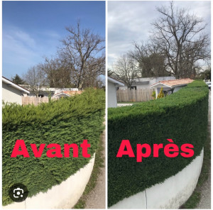 Photo de galerie - Taille d’une haie de conifère 