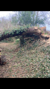 Photo de galerie - Elagage et coupe d'arbres