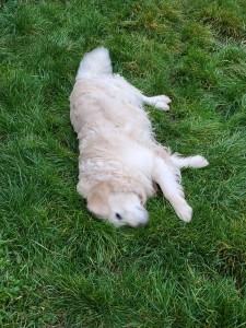 Photo de galerie - Garde animaux