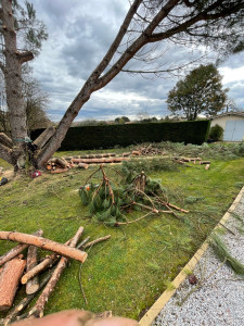 Photo de galerie - Elagage et coupe d'arbres