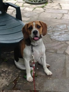 Photo de galerie - Garde chien