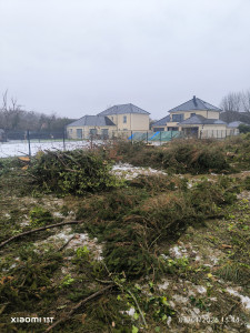 Photo de galerie - Abattage de trois sapins