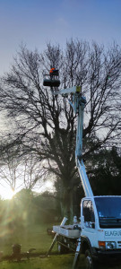 Photo de galerie - Elagage et coupe d'arbres